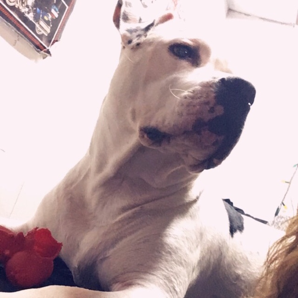 Meet your Posher, Graci